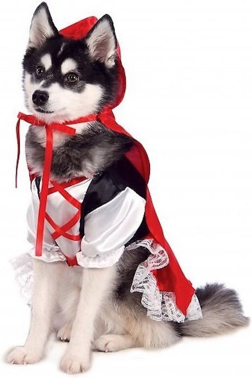 81 Dog Halloween Costume Ideas for Your Pooch Brit + Co Brit + Co