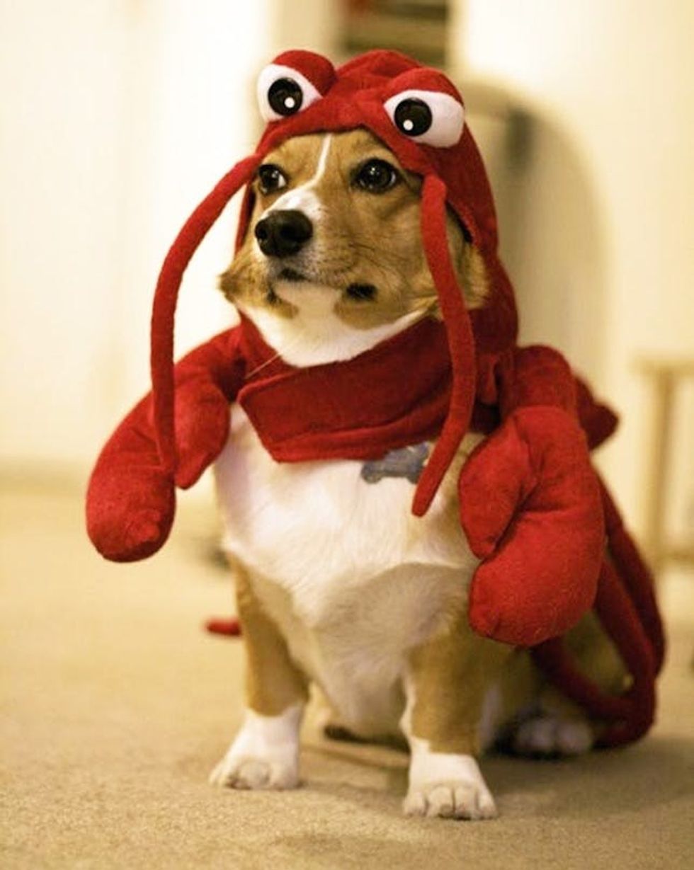 lobster dog