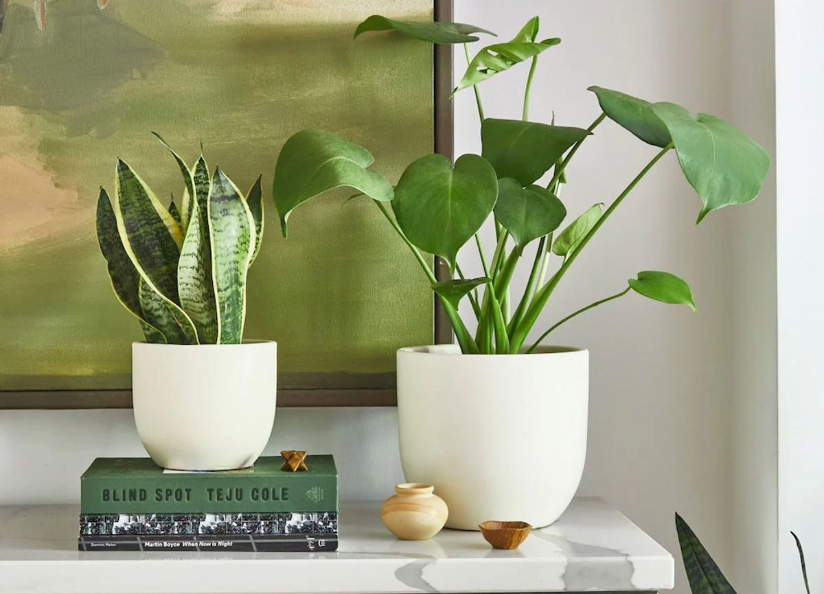 low-light houseplants