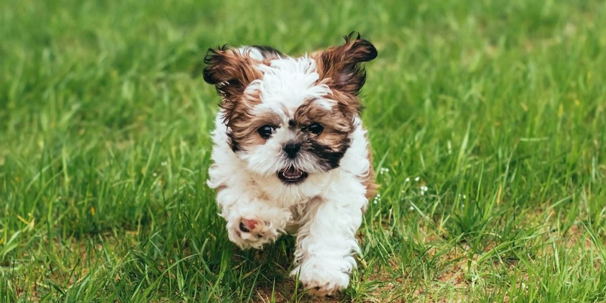 Stunning Dog Breed Very Low Shedding Verified Continents image