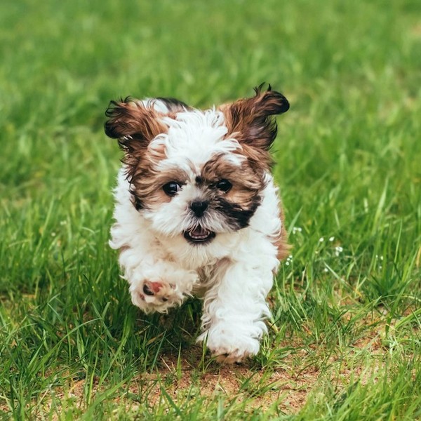 Low Shedding Dog Breeds