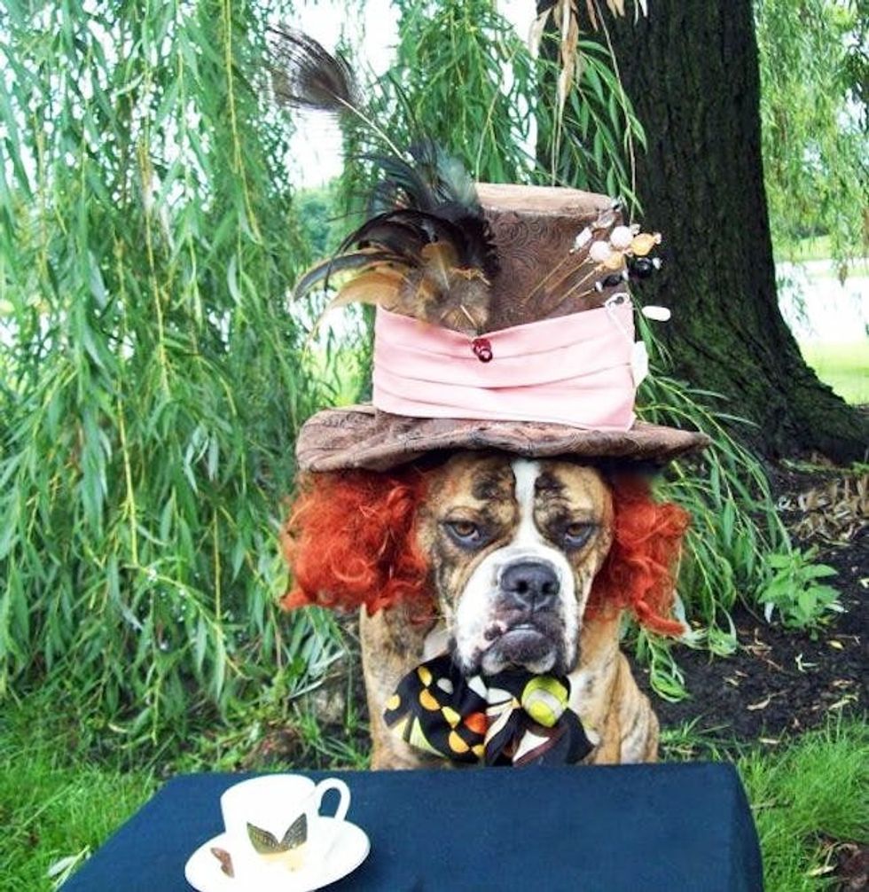 mad hatter dog costume