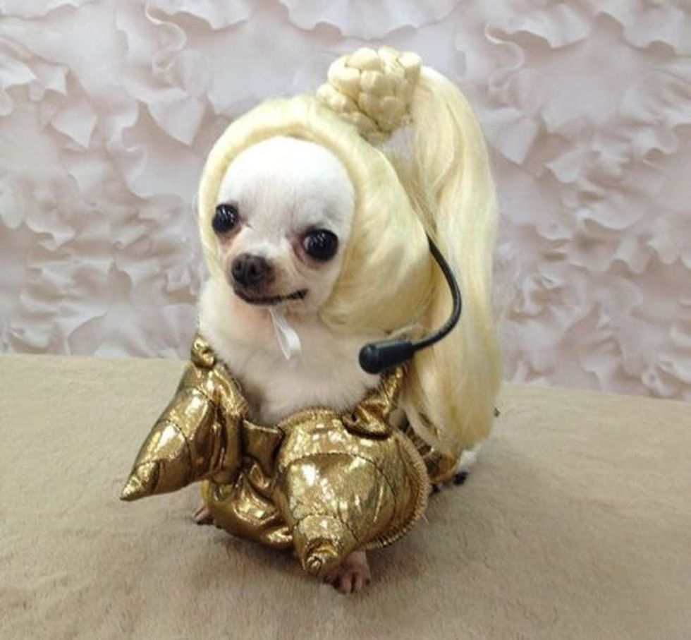 madonna dog costume