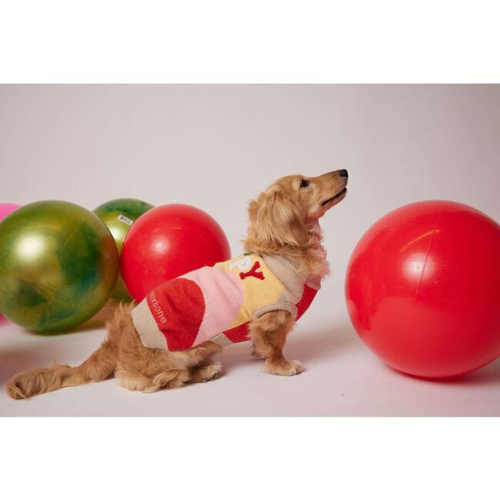 Maisonette Happy jumper for dogs