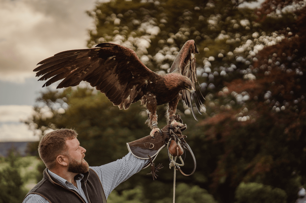 Man holding a bird of prey on his gloved arm against a blurred natural background.