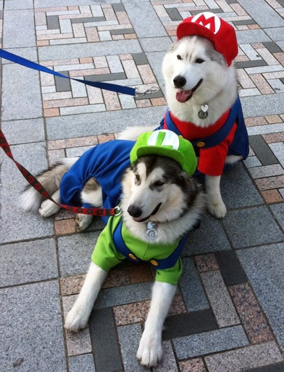 mario bros pet costumes
