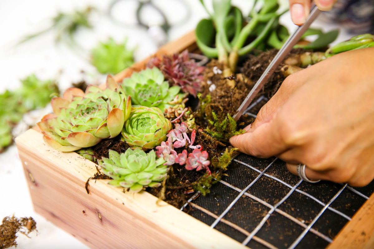 Mental health benefits of gardening captured in the image of a person building a succulent wall art frame.