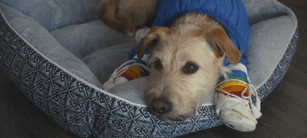 merv trailer puppy rom com