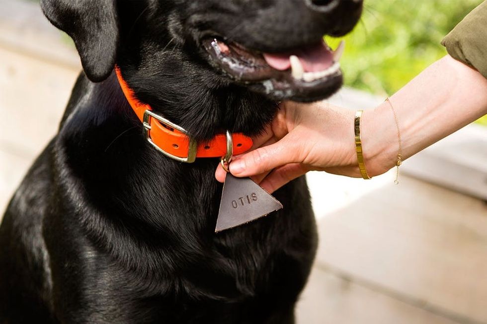 milkbone-dog-tag-wills