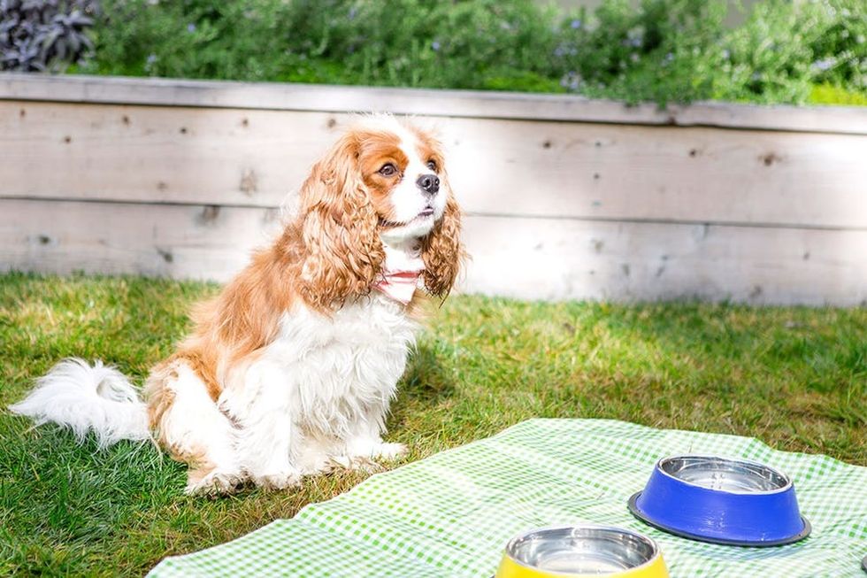 milkbone-turkey-waterbowl