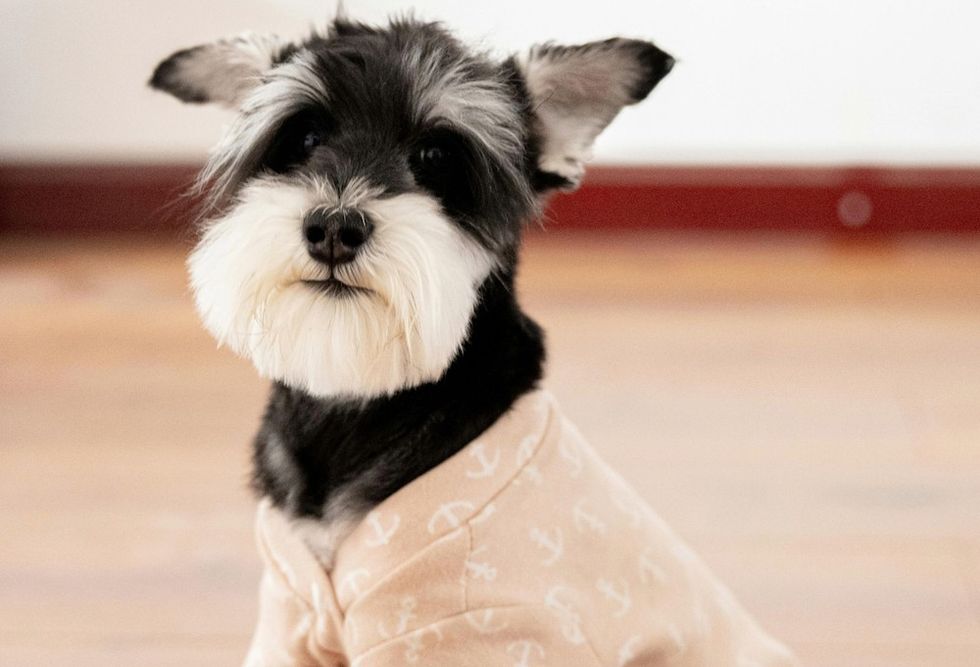 Miniature Schnauzer