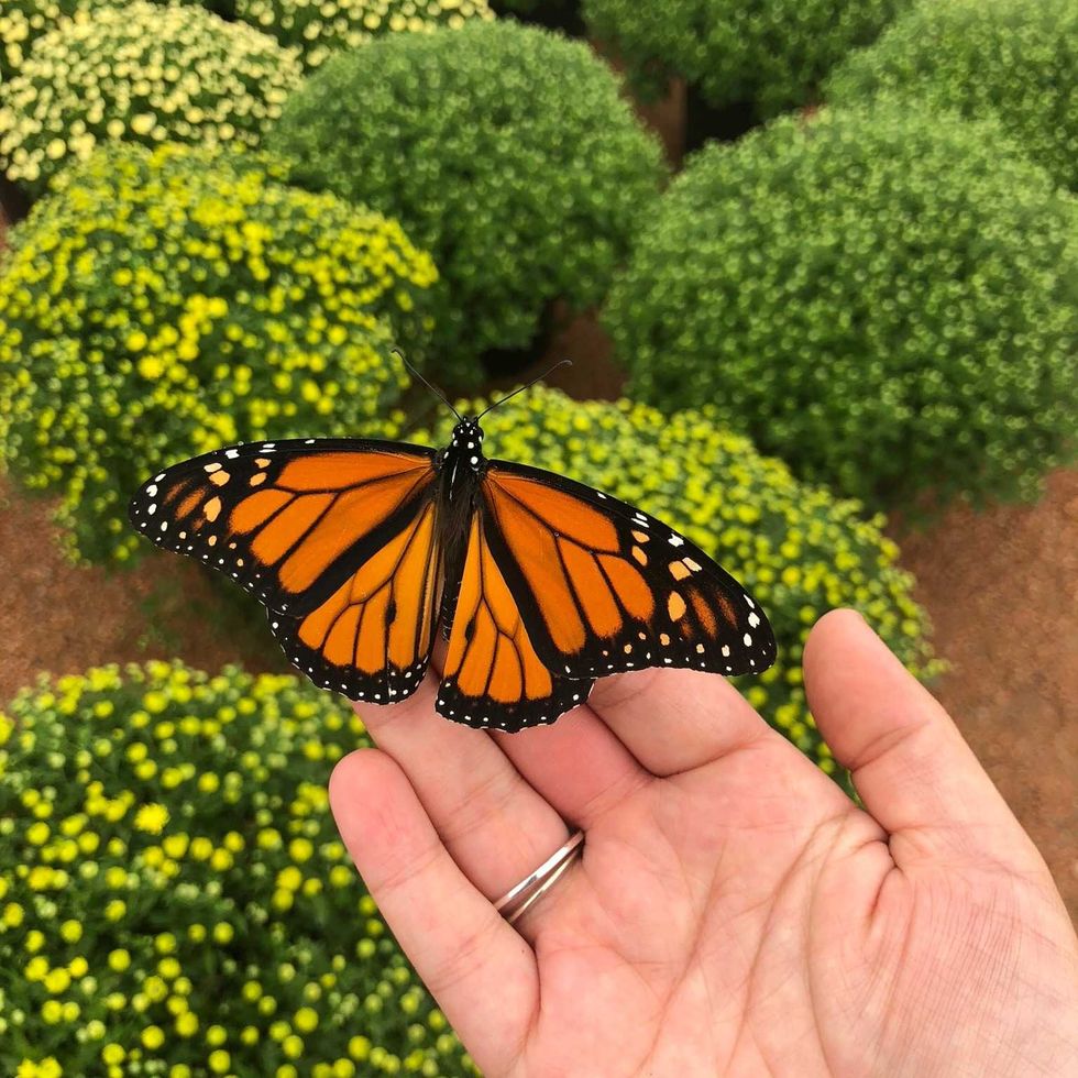 Monarch butterfly perched on a hand above green and yellow flowering plants.