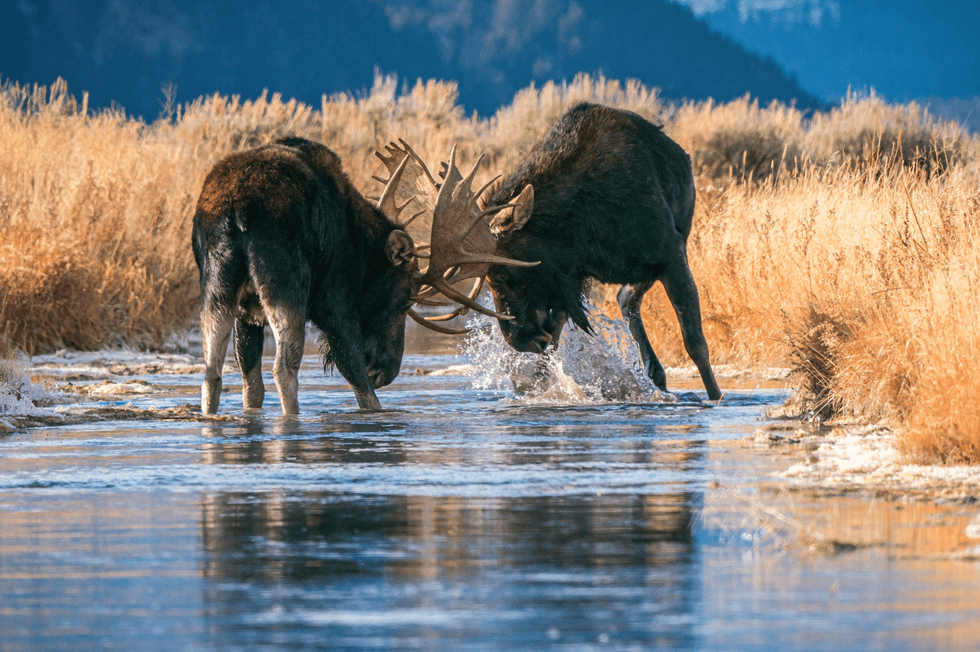 moose in grand teton national park