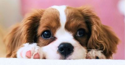 How Many Dog Breeds are Recognized by the AKC: Ultimate Guide