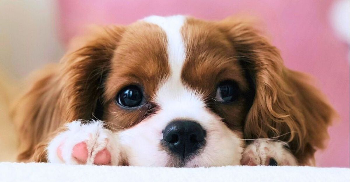 most popular dog breeds 2025