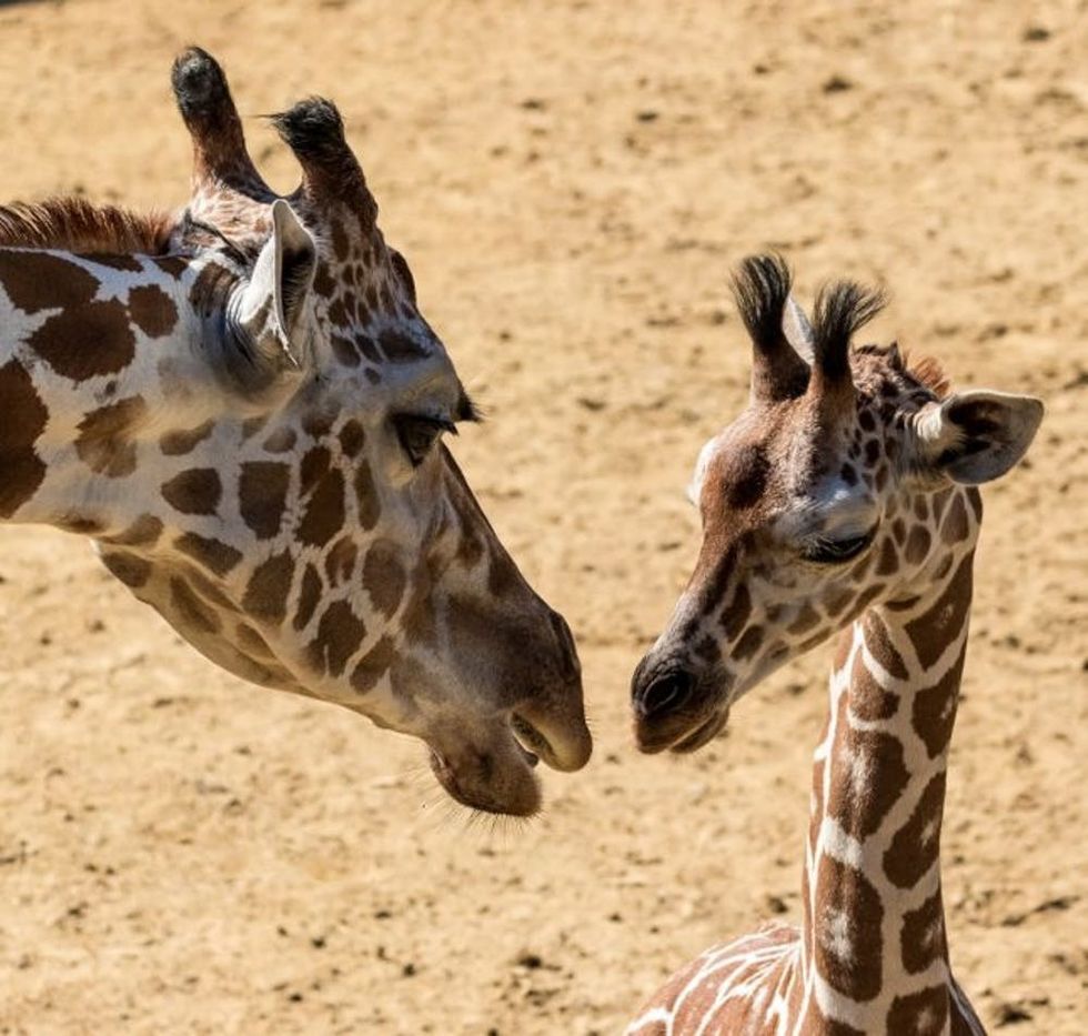mother and baby giraffe
