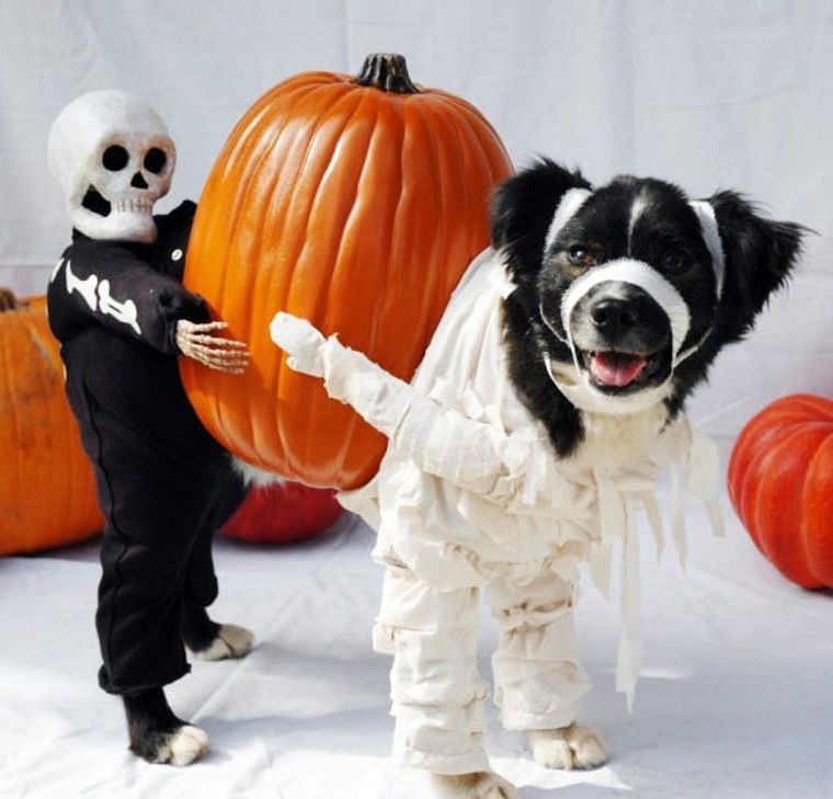 100 Genius Pet Halloween Costumes - Brit + Co