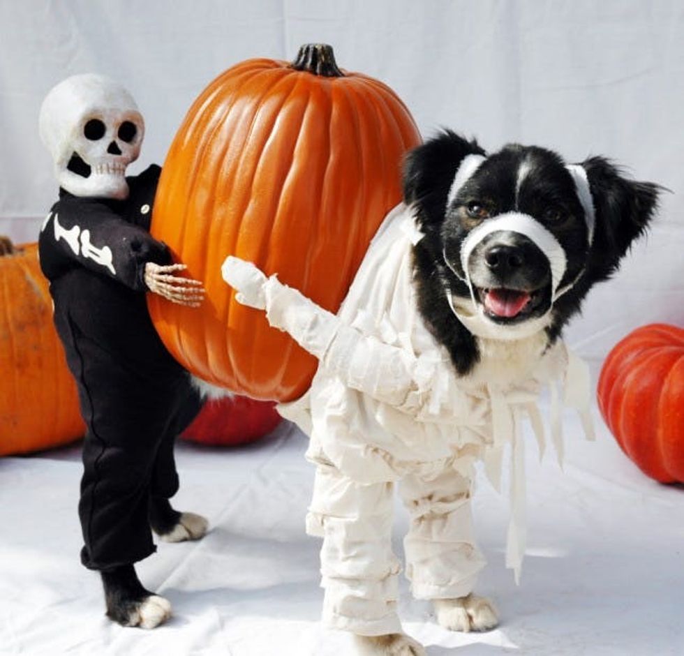 mummy dog costume