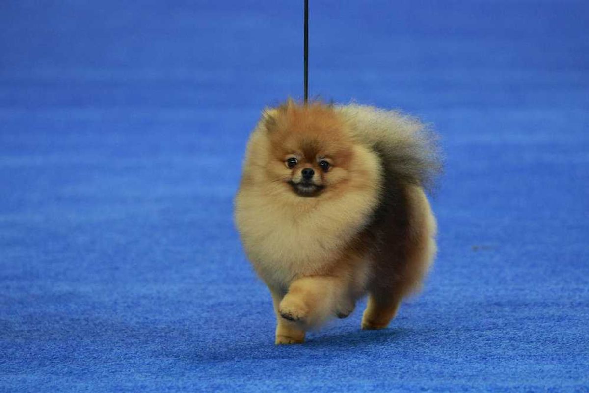 national dog show judging