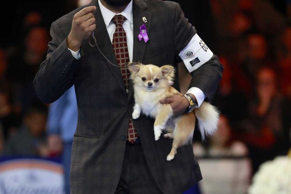 national dog show thanksgiving day parade nbc