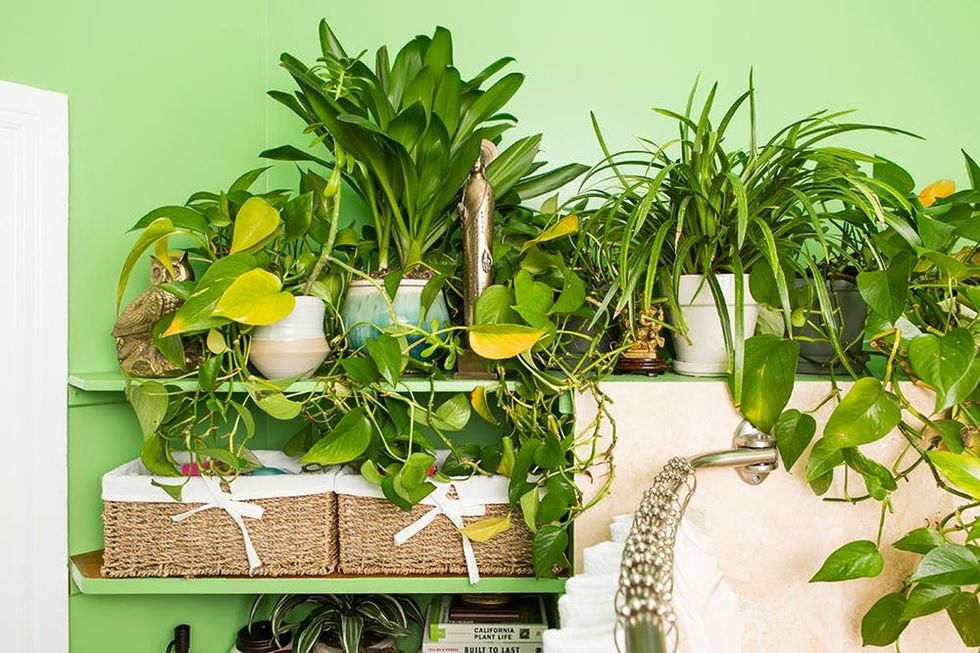 NEW-Plants-on-Shelf