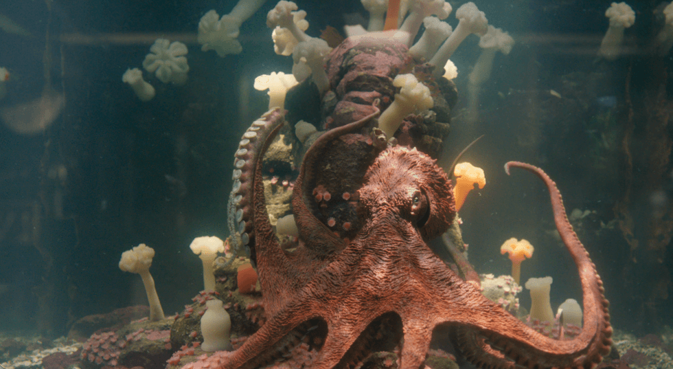 Octopus surrounded by sea anemones underwater.