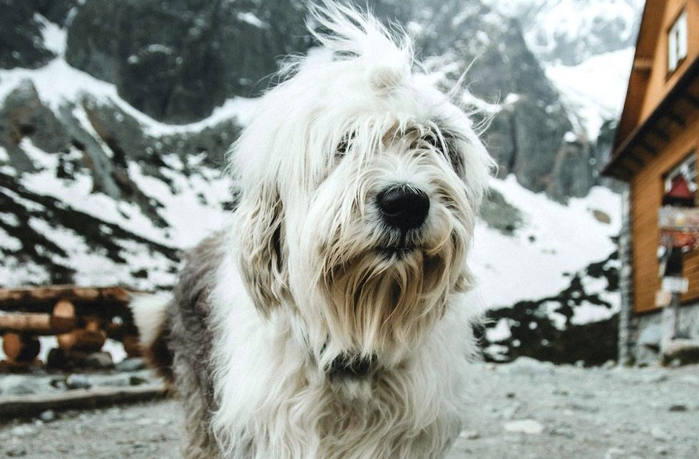 Old English Sheepdog