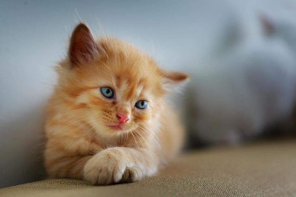 orange kitten