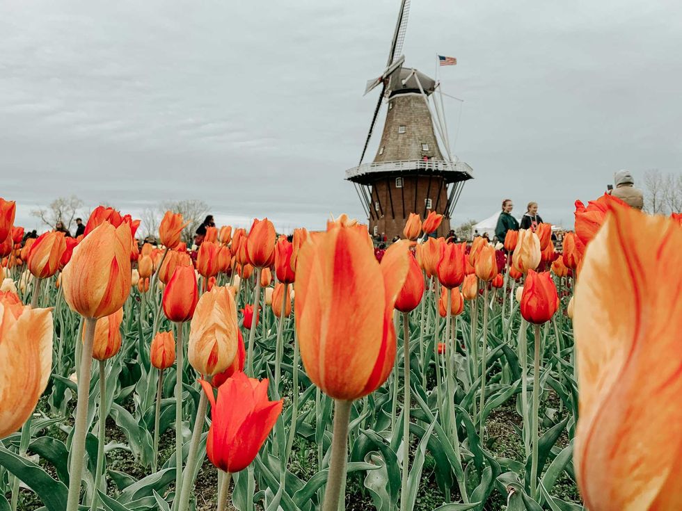 Orange tulips in bloom with a windmill and people in the background.