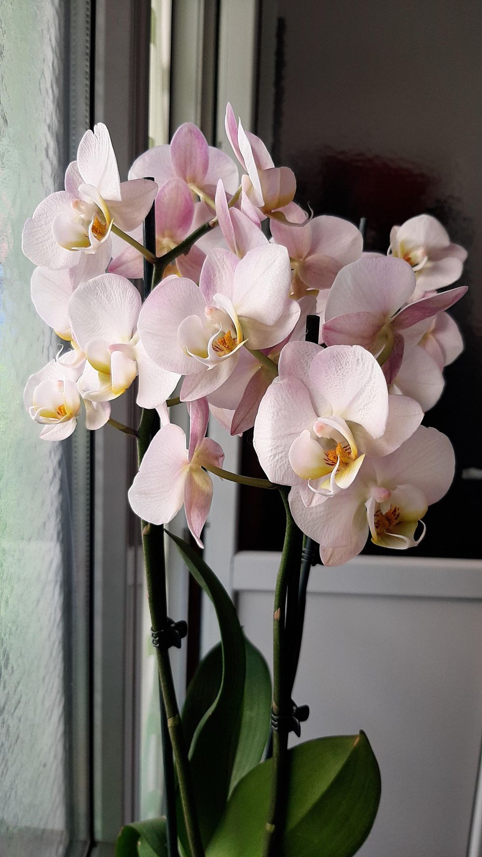 Orchid flowers for mothers day Pisces