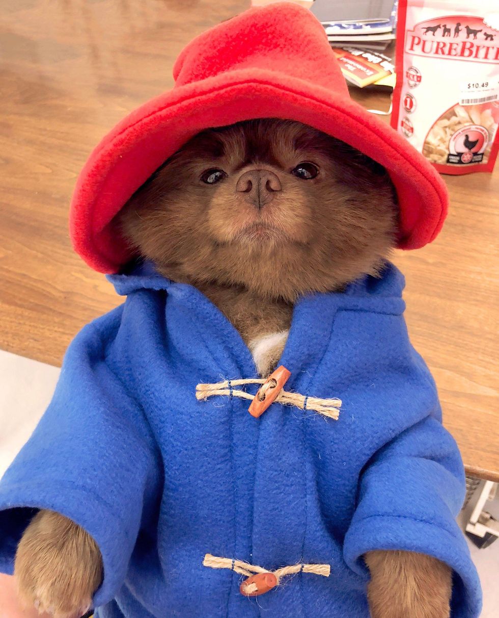 Paddington Bear