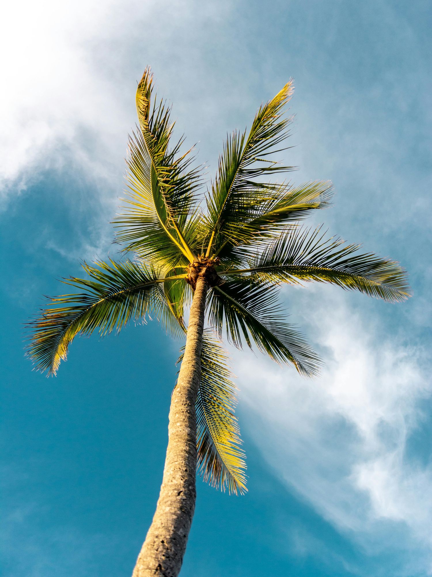 palm tree against the blue sky travel trends