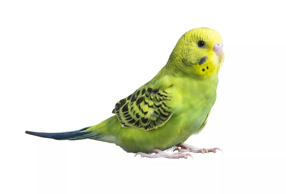 Parakeets