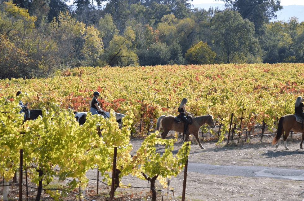 People horseback riding through a vineyard with colorful autumn foliage.
