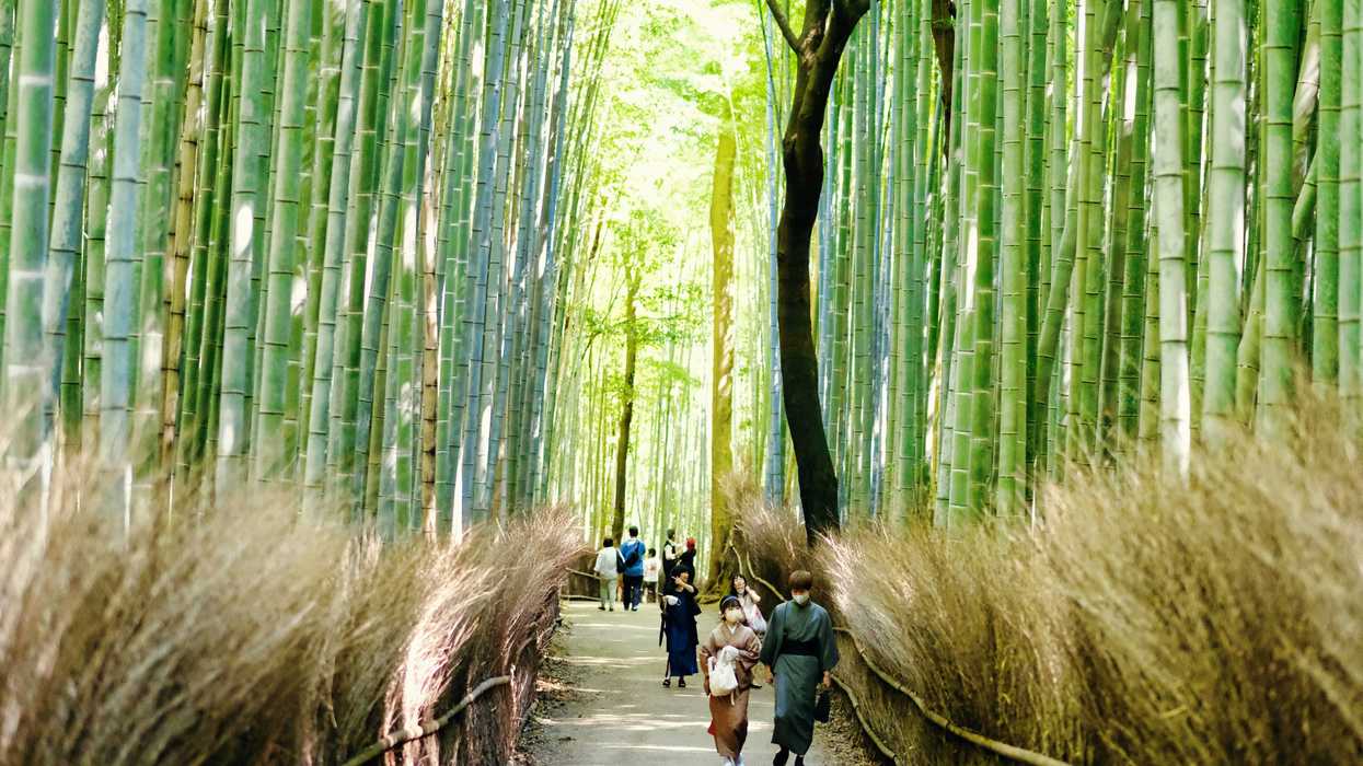 People walk through a serene bamboo forest path, surrounded by tall green stalks.