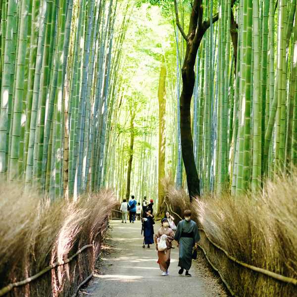 People walk through a serene bamboo forest path, surrounded by tall green stalks.