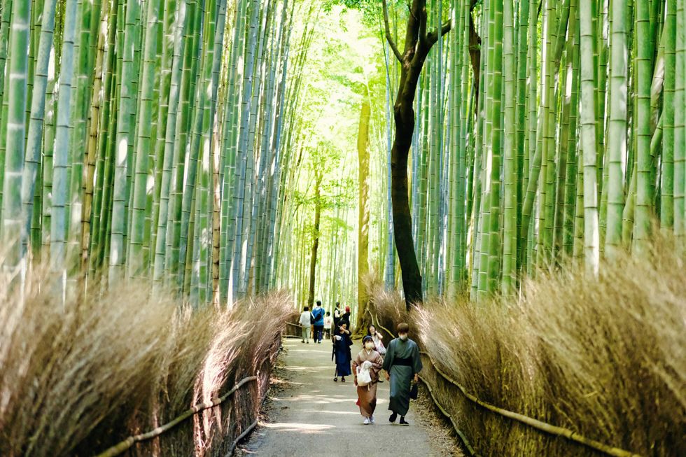 People walk through a serene bamboo forest path, surrounded by tall green stalks.