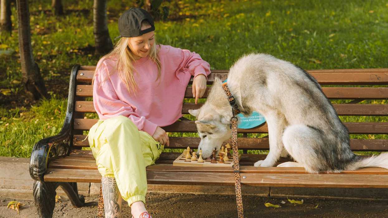 Person and husky play chess on a park bench, surrounded by greenery.