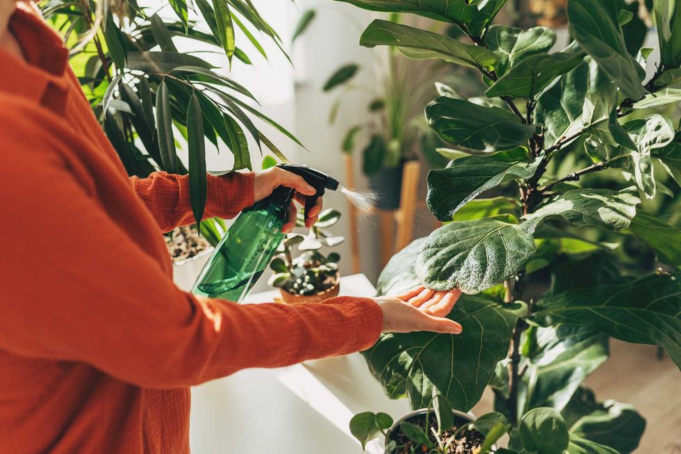 Person spraying large indoor plant leaves with water.