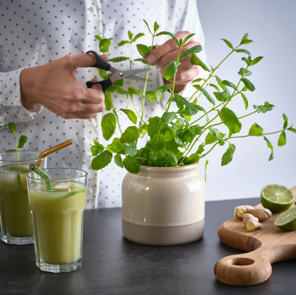 Person trims mint in pot; two juice glasses and cutting board nearby.
