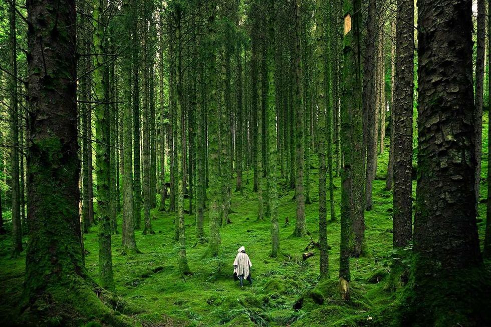 person walking in a green wood