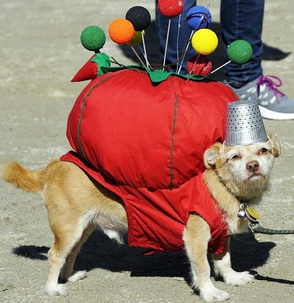 pin cushion dog costume