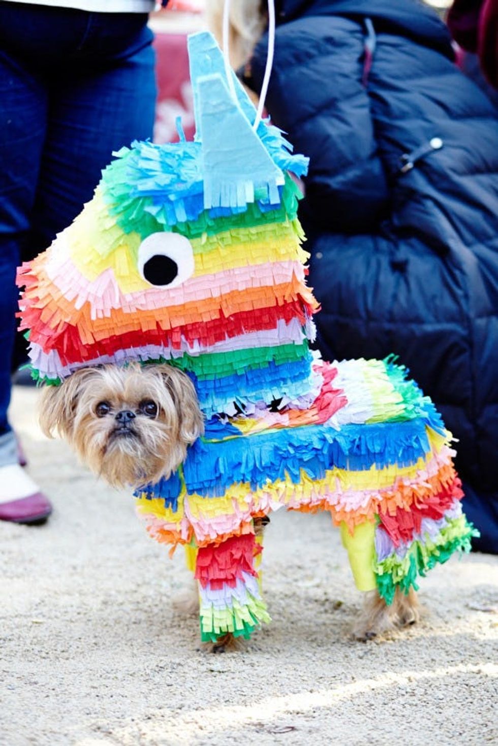 pinata dog costume