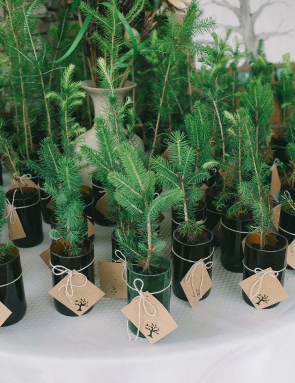 Pine Wedding Favors
