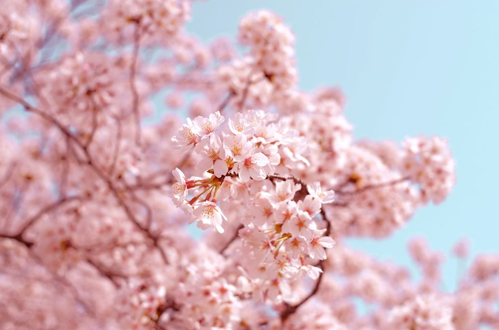pink flowers cherry blossoms for april horoscope