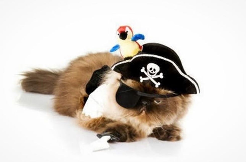 pirate cat costume