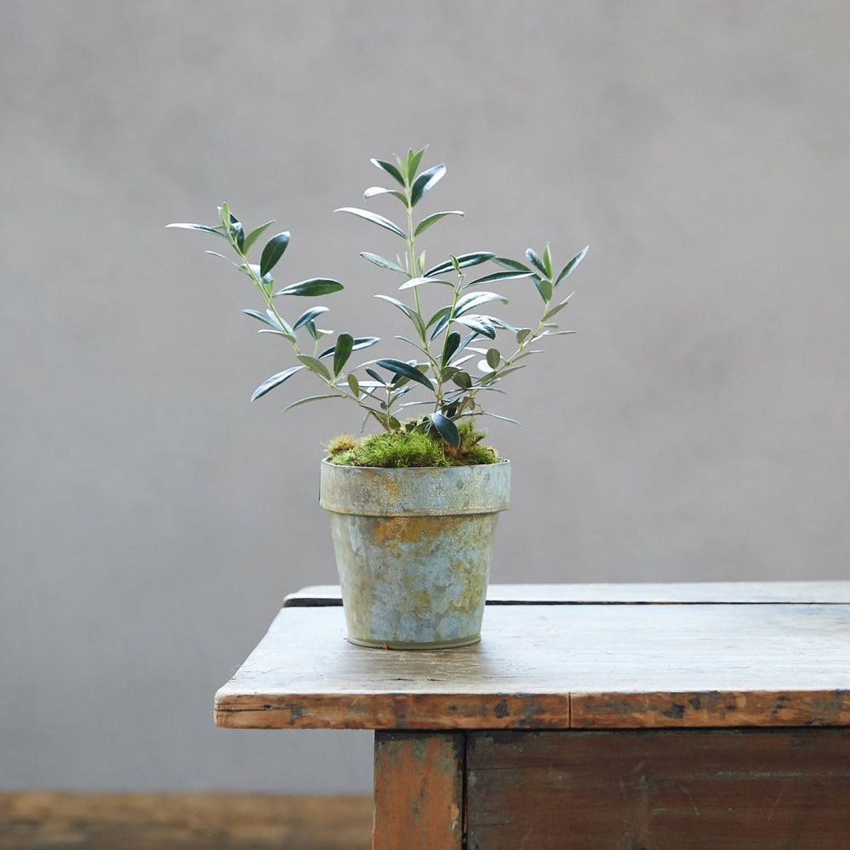 plant care tips for winter houseplant in a tiny pot
