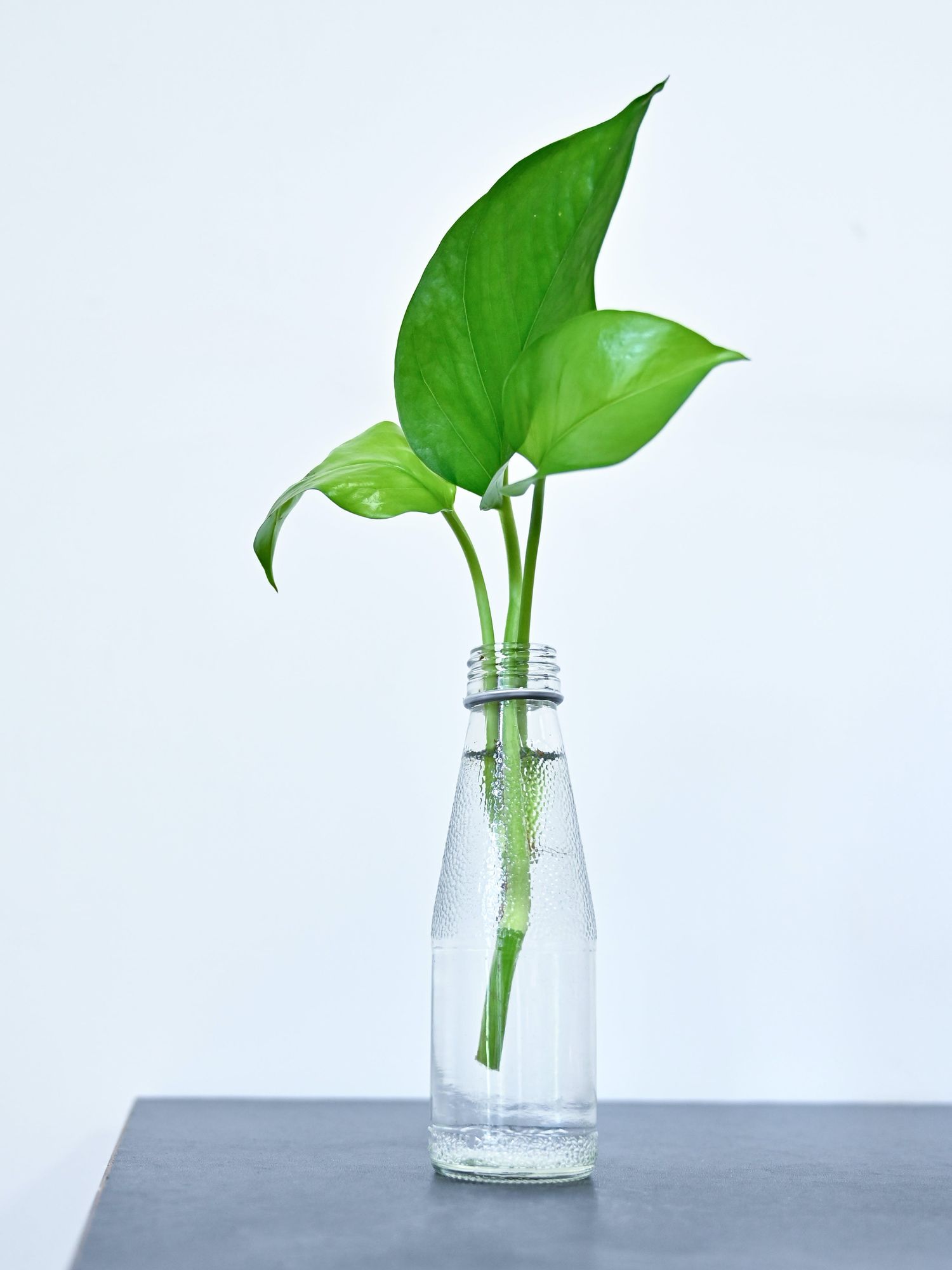 plant cutting in glass