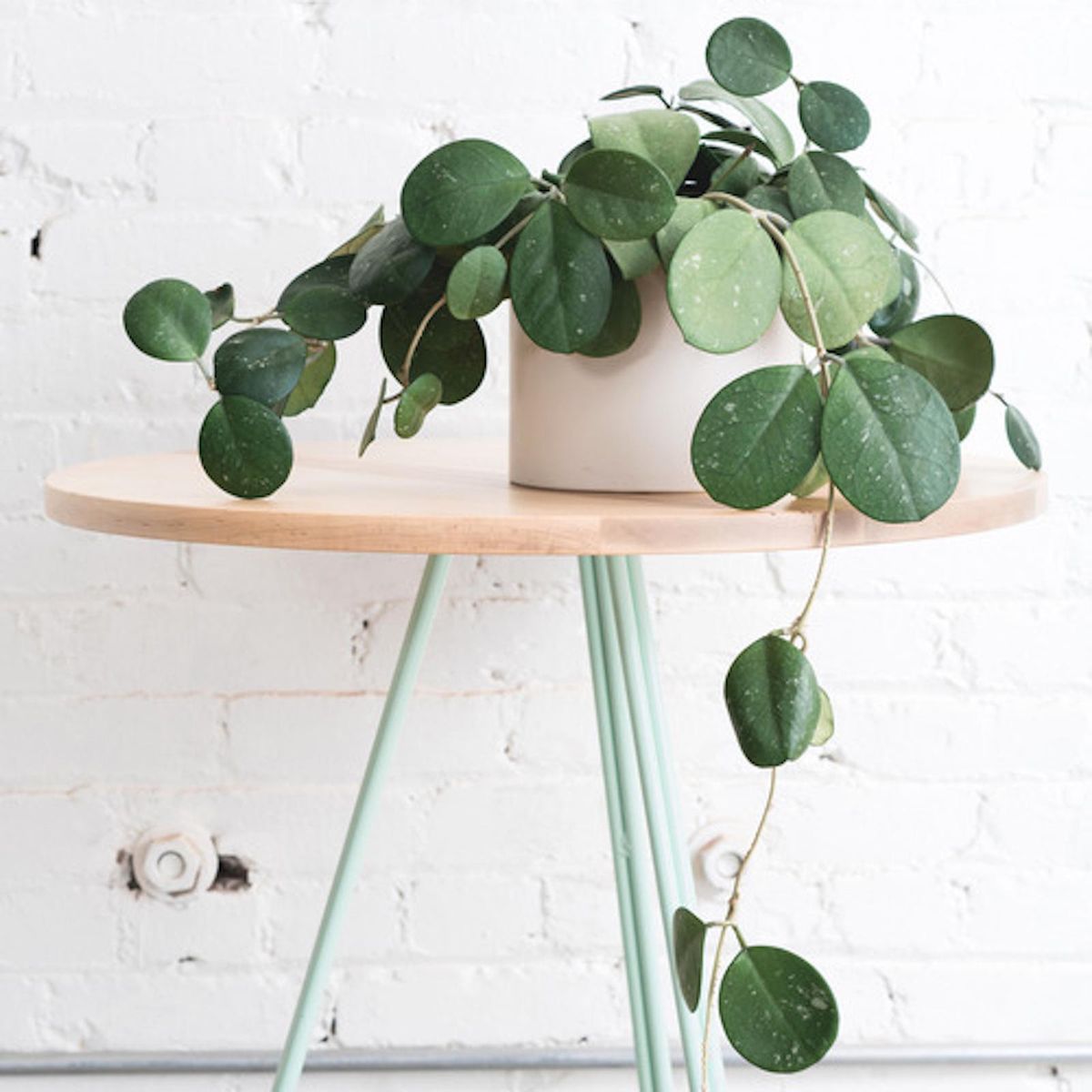 plant on a teal stand indoor plants to get for winter