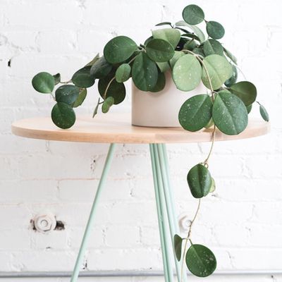 The Best and Easiest Indoor Plants  Brit + Co - Brit + Co